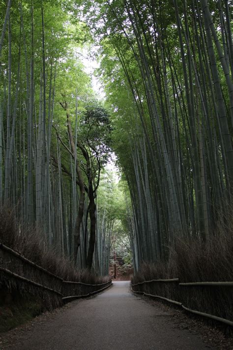 竹林很陰